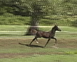 Huckleberry Trotting